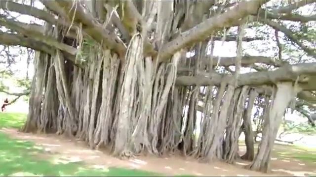 Дерево Баньян доклад смотреть онлайн