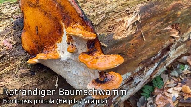 Pilze im Februar | 18.02.2022 | Die Ruhe vor dem Sturm | Glöckchennabelling & Harziger Sägeblättlin смотреть онлайн