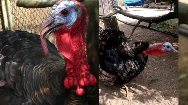 Разговор с индюком (Talking with a turkey) смотреть онлайн