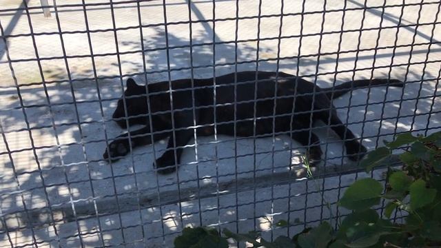 Сладкий сон пантеры) Тайган Panther's Sweet Dream) Taigan