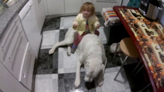 Алабай , друг детей . смотреть онлайн