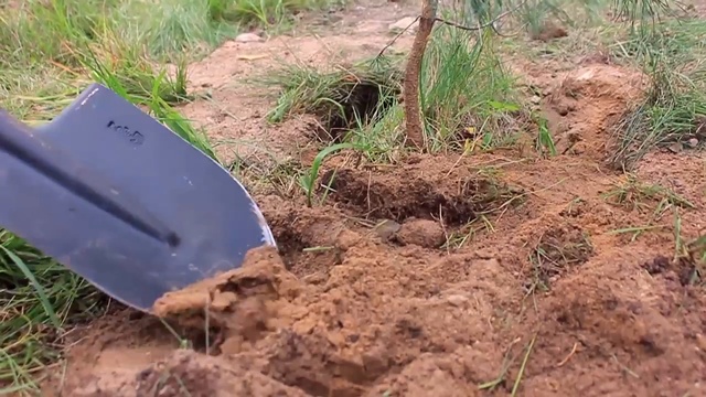 Посади дерево' колледж + университет Дубна