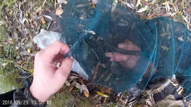 Как ставить раколовки и что ложить на подкормку!