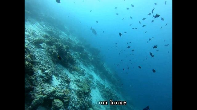 Scuba Diving : Diving in too deep смотреть онлайн