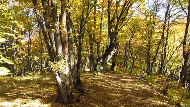 красота осеннего леса смотреть онлайн