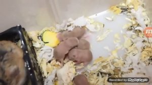 Как растут хомячки?