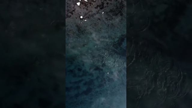 Утки на Байкале. ? #Байкал #утки #птицы #круто #сибирь #животные #природа #отдых #туризм смотреть онлайн