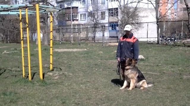 Моя собака - немецкая овчарка Мишка смотреть онлайн