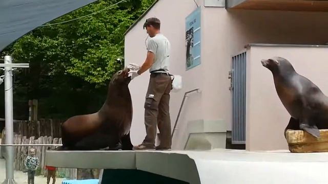 10 мая 2020, любляна, зоопарк, morski lev смотреть онлайн