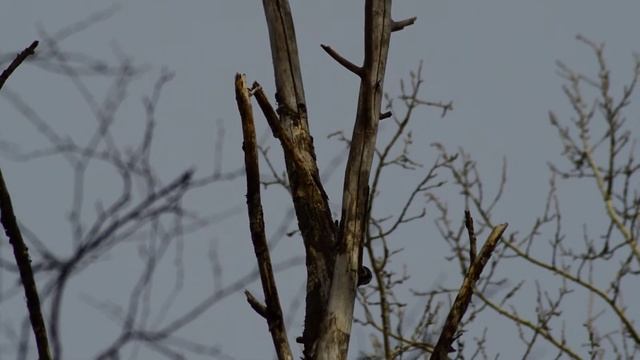 Трёхпалый дятел смотреть онлайн