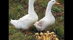 Самые выгодные утки в домашнем хозяйстве