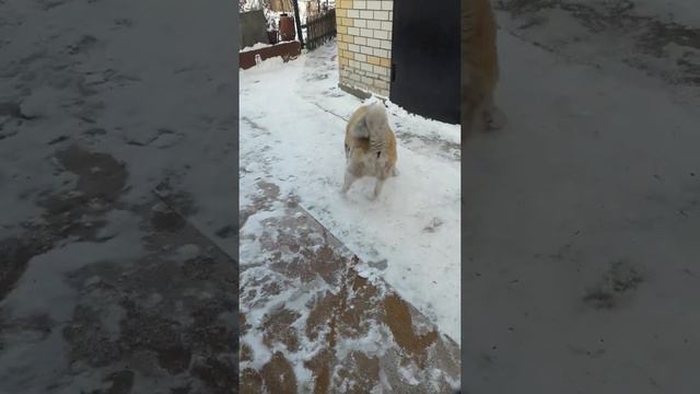 Food for Dogs смотреть онлайн