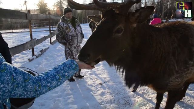 Зюраткуль Маралы и Лоси Видео на память смотреть онлайн