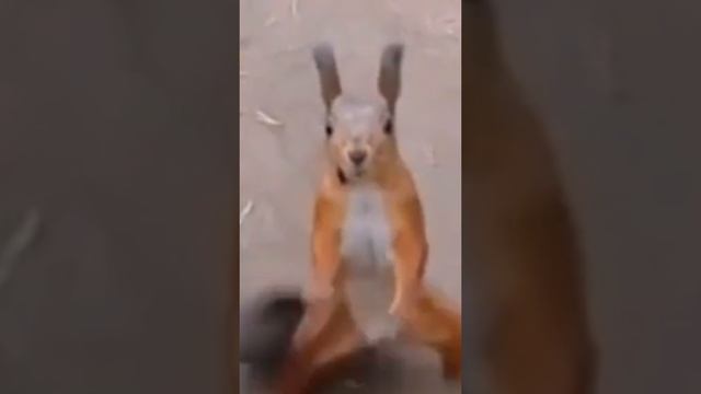 Страшная Белка