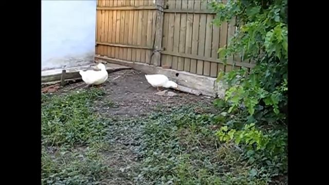 Выращивание гусей итальянской породы смотреть онлайн