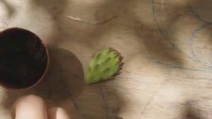 Как укоренить листик Опунции