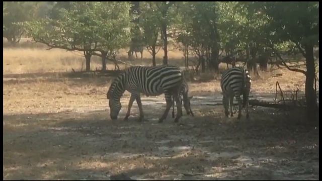 Африка Замбия смотреть онлайн