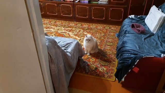 Знакомство мамы с Пусей смотреть онлайн