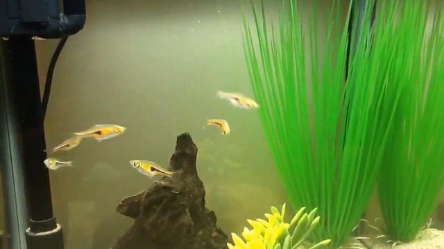 5 gallon rasbora espei смотреть онлайн