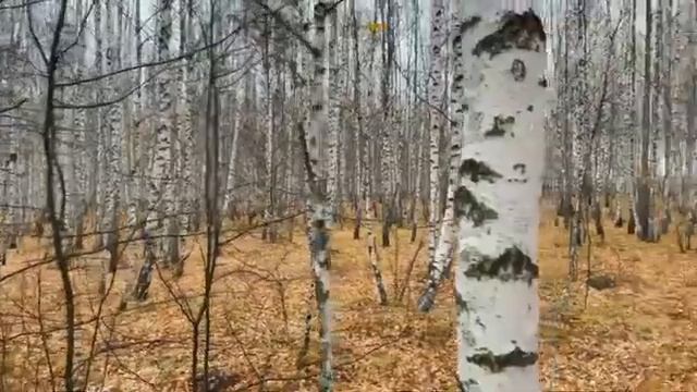 БАБУШКА И ВНУК - БАБУШКА И ГРИБЫ смотреть онлайн
