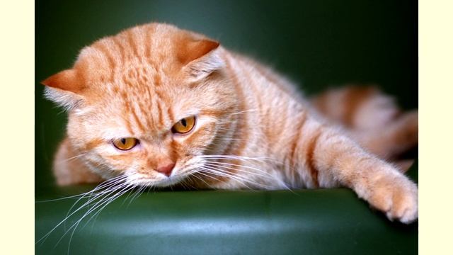EP1 : “Scottish Fold Cats” ทำไมแมวพันธุ์นี้ถึงได้รับความนิยมทั่วโลก!! смотреть онлайн