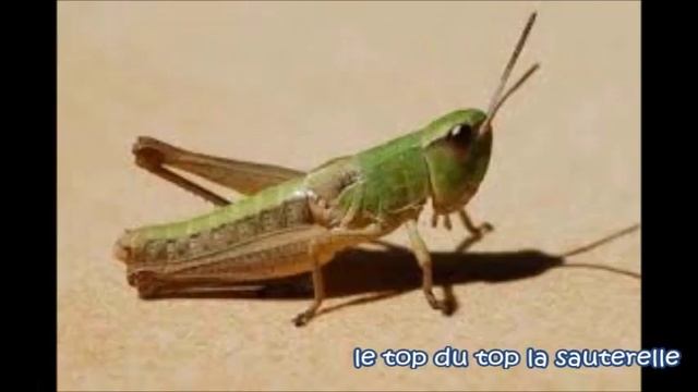 comment pêcher le chevesne a vue en été смотреть онлайн