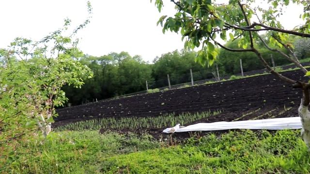 Хочу в деревню СТАРЫЙ ДОМ С ШИКАРНЫМ САДОМ И ОГОРОДОМ Покупка дома на хуторе смотреть онлайн