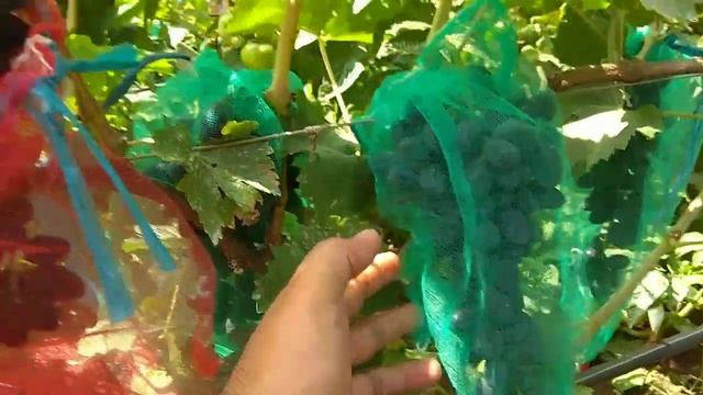 Сорт винограда Надежда ранняя смотреть онлайн