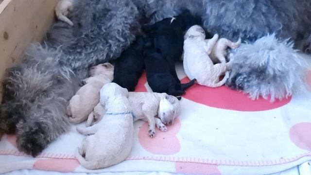 Щенки королевского пуделя белого и серого оераса АТАМИ-Н (2022) смотреть онлайн