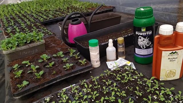 ПЕТУНИЯ ОЧЕНЬ ВАЖНО,ВЗОШЛА И НАЧАЛА ПАДАТЬ ,