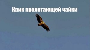 Звук природы. Крик пролетающей чайки