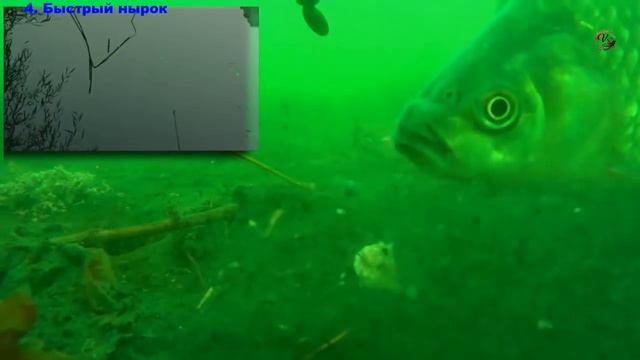 ВИДЫ ПОКЛЕВОК из самого частого положения оснастки_ насадка и подпасок лежат на дне fishing смотреть онлайн