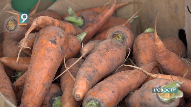 В разгар сезона в Белгородской области заметно подешевели некоторые продукты смотреть онлайн