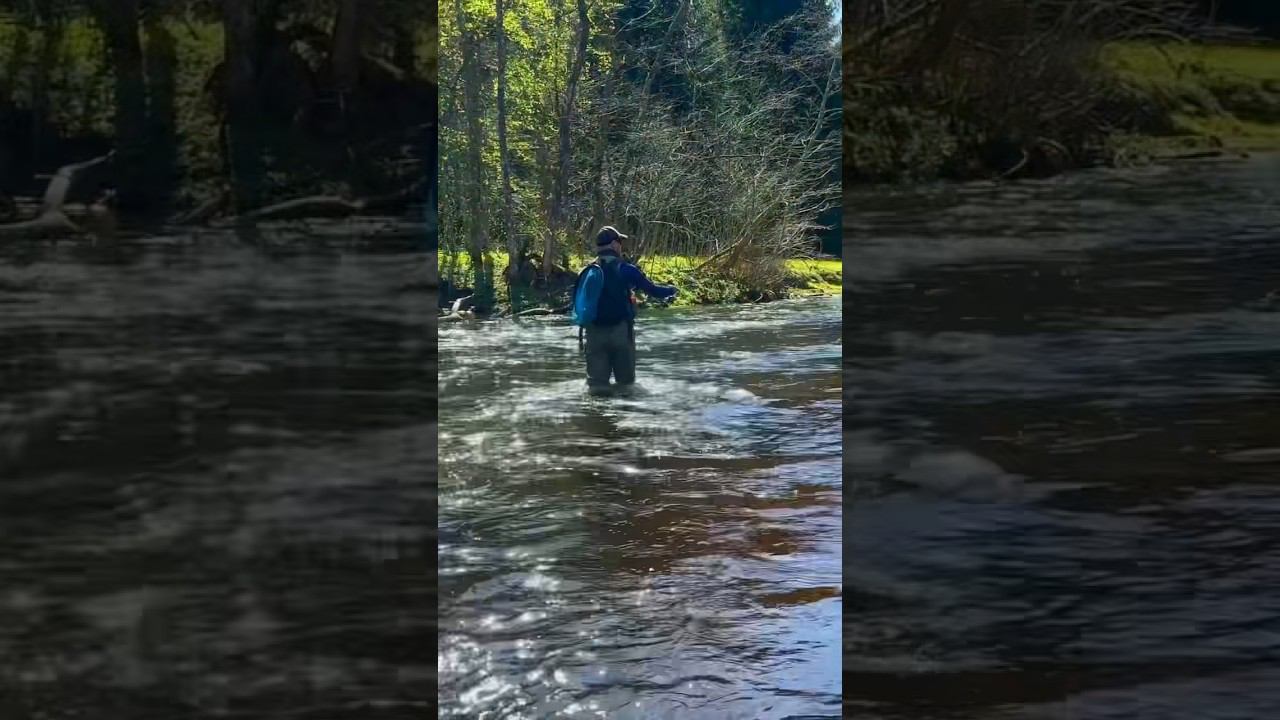 На форелевую рыбалку! #рыбалка #форелеваярыбалка #форель #trout #troutfishing #спиннинг #рыба #лес смотреть онлайн