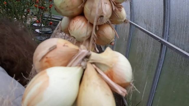 Луковые косы. Как сохранить лук до весны. смотреть онлайн