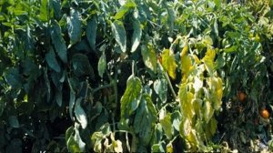 Томат Золотое сердце