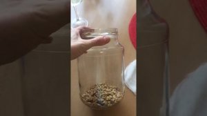 Сурица из овса