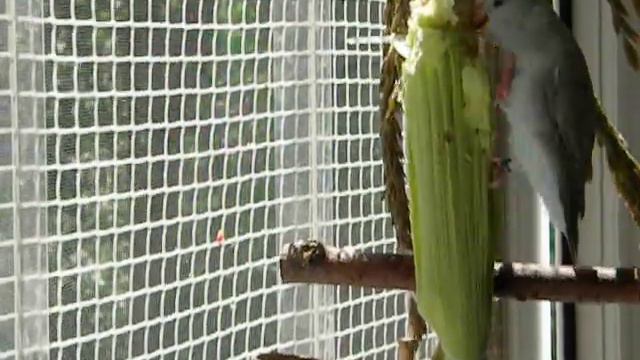 Борьба с кукурузой2 смотреть онлайн