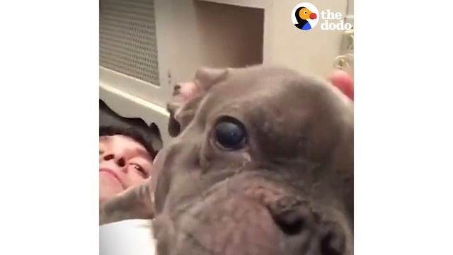 Proof That Pit Bulls Are Big Babies | The Dodo