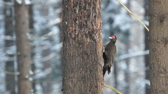 Желна и пищуха / Black woodpecker and eurasian treecreeper смотреть онлайн