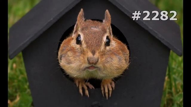 #2282. Бурундуки (В мире животных) смотреть онлайн