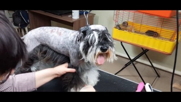 Тримминг цвергшнауцера