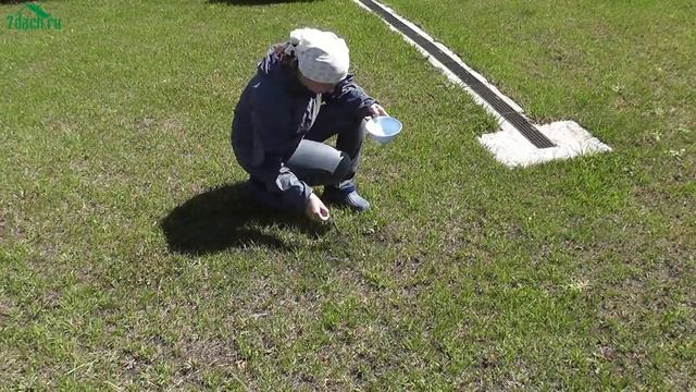 ? Муравьи на участке. Что делать? - 7 дач смотреть онлайн