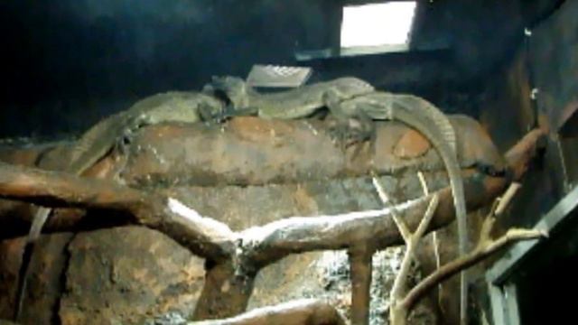Taman Safari Zoo in Jakarta - June 27 2015 theAAAfamily смотреть онлайн