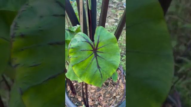 ต้นแม่ฟาโรห์ Colocasia pharaoh’s mask смотреть онлайн