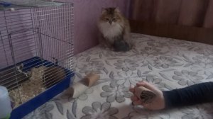 Игрушки для хомяка хомяков своими руками ДОМАШНИЕ ХОМЯКИ Сирийский джунгарский хомяк Hamster Toys