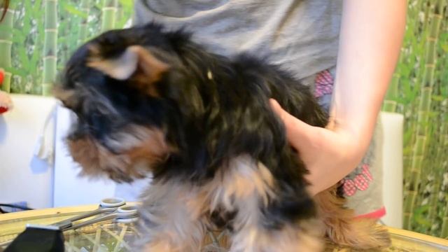 Как проводить гигиену щенку йорка смотреть онлайн