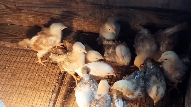 Загорские ситцевые цыплята- 2 недели. смотреть онлайн