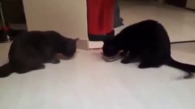 Two cats and a bowl / Две кошки и одна миска