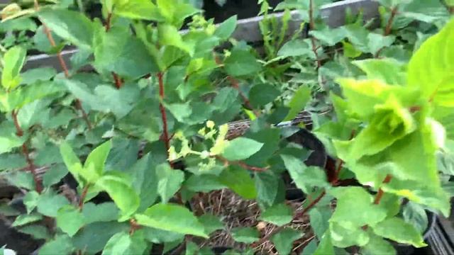 САЖЕНЦЫ МЕТЕЛЬЧАТЫХ ГОРТЕНЗИЙ. Как лучше выращивать, контейнер или открытый грунт. смотреть онлайн